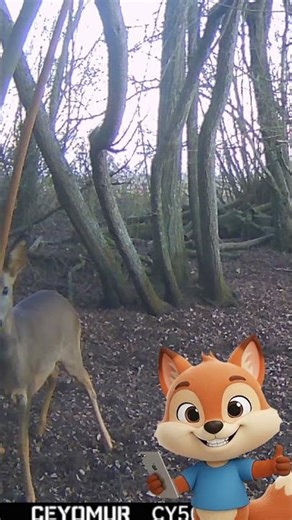 Un Chevreuil dans le Silence de l'Hiver 🦌
