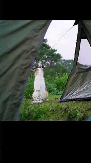 Dog Camping Gear – Essential Outdoor Gear for Your Pup