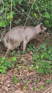 LOOSE cat behind St. Albans High School in St. Albans, WV. | PigPig Of St. Albans
