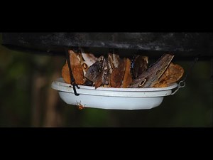 Practical Operation of Pop-up Butterfly Bait Trap (DC0017, DC0022) 誘蝶採集網實際操作