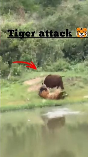 Tiger Attack Buffalo in the Jungle | Wild Animal Fight
