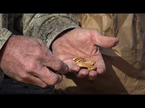 How do you choose the pecans you buy?