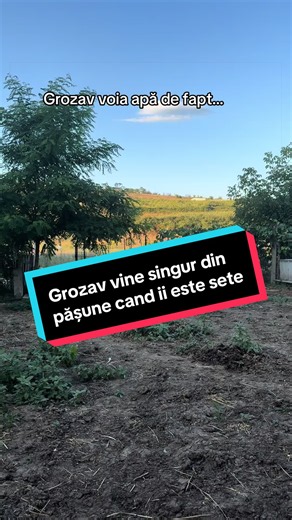 Grozav vine singur din pășune când îi este sete
