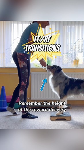 3 Simple Exercises, 1 Platform! Boost your dog’s strength, balance, and coordination with these fun and effective canine conditioning exercises - all using just a single platform! 🌟 Pivoting: Improve your dog’s body awareness and rear-end engagement. Repeat 3–4x in each direction for best results! 🌟 Front Feet (FF) Side Stepping: Build shoulder strength and flexibility by encouraging precise lateral movement. Repeat 4–5x in each direction! 🌟 FF/RF Transitions: Activate different muscle groups