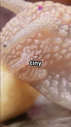 The Secret Life of Snails: Thousands of Teeth!