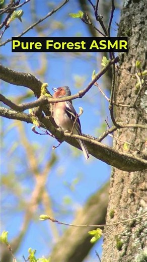 The Chaffinch’s Joyful Spring Song 🐦 | Nature ASMR