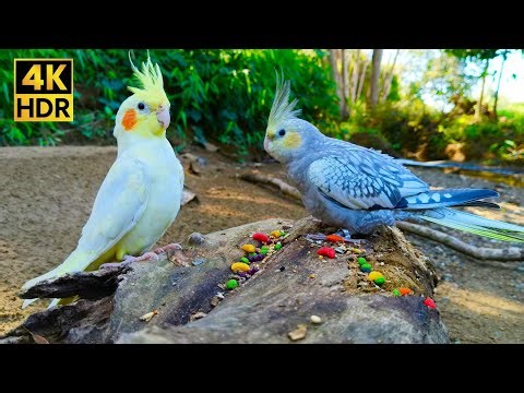 4K HDR Tropical Retreat: Happy Cockatiels on a Log Eating & Playing | Peaceful Bird Sounds Ambience