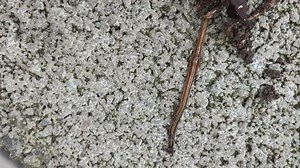 Expert shares tips on what to do when you encounter a Hammerhead Flatworm