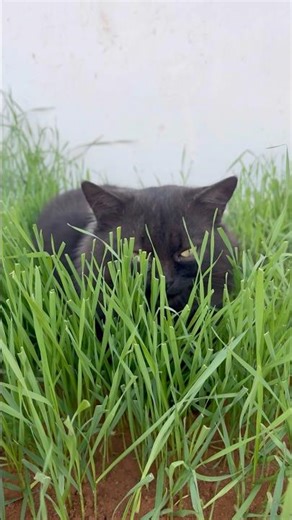 Maine grass ki bed banayi hai, buffet nahi. #cat #ytshorts #cute #funnycat #meowmoe #kitty #catboy
