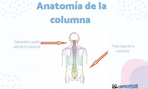 Anatomía de la COLUMNA vertebral - RESUMEN   IMÁGENES!
