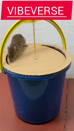 Creative mouse trap using plastic bucket #rat #mousetrap #rattrap #shortfeed#trendingUSA##VibeVers