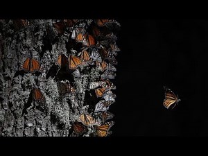Monarch Butterflies Return To Mexico On Annual Migration