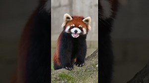 Did You Know Red Pandas Sound Like This?