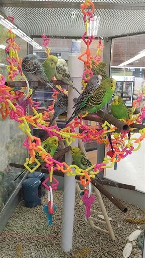 #birds #caged #sosad #notfree #pobrecitos 🐦🦜