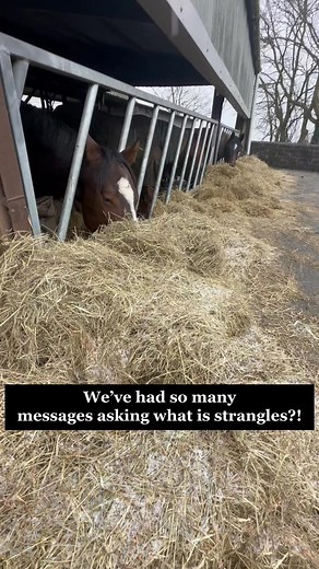 4.8K views · 46 reactions | Knowing your horse and the early symptoms...