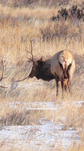 The Unicorn bull elk reaching a hard-to-get spot. #coloradoadventures #Colorado #elk #Unicorn #bullelk | Colorado Adventures