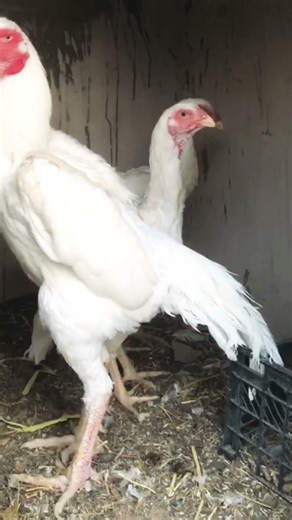 #shamoaseelroosterfarm #aseelmurgalover #birds #heeraaseel #shortsviral