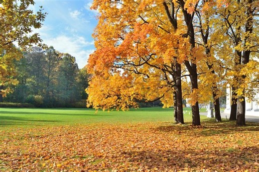Autumn vs. Fall: Why Americans Say “Fall” and Not “Autumn”