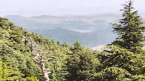 Sceniew view of Atlas cedar forest in Chelia national park, Algeria