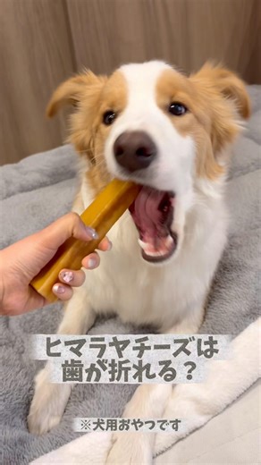 I received several comments asking, "Won't it break his teeth?", so I decided to test it out 🦴 Un...