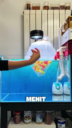 Cara Aman Memasukkan Ikan ke Akuarium Baru