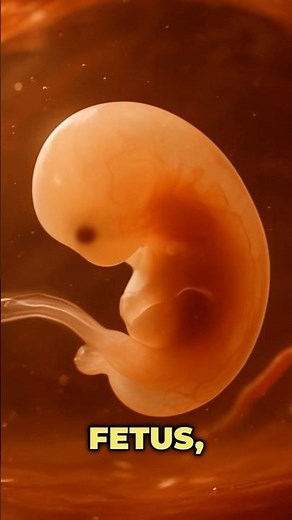 Blastocyst to Birth: The Human Life Cycle #reproduction #pregnant #science