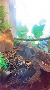 Bearded dragon eating lizard!!!