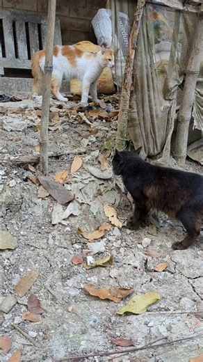 The sound of cats fighting. 🐈‍⬛🐈 #catshorts #catvideos #animalshorts #catfightsound