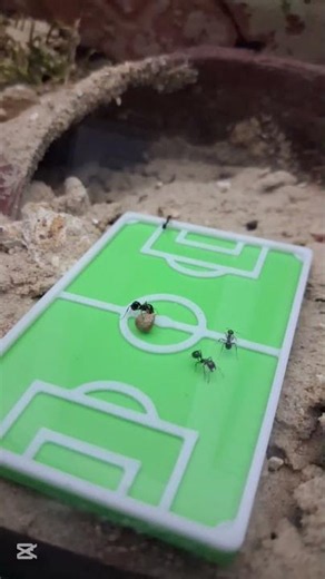 ants are playing FOOTBALL ⚽️🐜