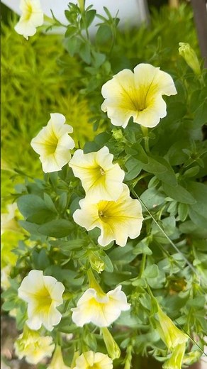 Calibrachoa Mini Petunia (Million Bells) Blooming Beautifully 🌼 #garden #flowers #nature #bloom