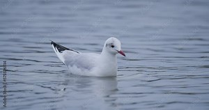 A seagull swimming on a lake surface.
