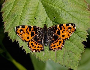 Map (butterfly) - Alchetron, The Free Social Encyclopedia