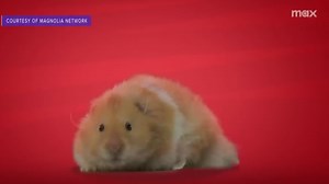 2.2K views · 4 comments | "Human vs. Hamster," Max's latest reality show, pits humans against hamsters in a series of challenges to settle once and for all which species reigns supreme. Brian Balthazar, the host of “Human vs Hamster,” joins "Morning in America with Hena Doba" to discuss. #HumanvsHamster #RealityTV #MorningInAmerica | NewsNation | Facebook