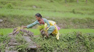 Indian female farmer working in green agricultural fields, engaging in traditional manual farming during monsoon season, 4k video | Premium Stock Video Footage