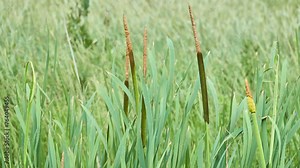 Typha angustifolia (also lesser bulrush, narrowleaf cattail or lesser reedmace) is perennial herbaceous plant of genus Typha.