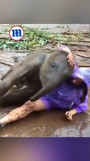 This playful baby elephant loves to cuddle in the mud! 🐘 | Daily Mail Video
