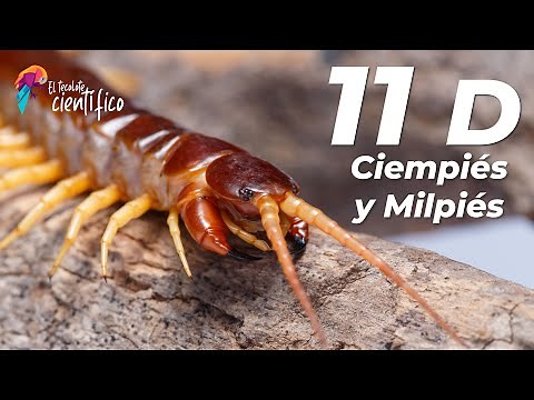 11 Datos interesantes sobre los miriápodos (Ciempiés/Milpiés)