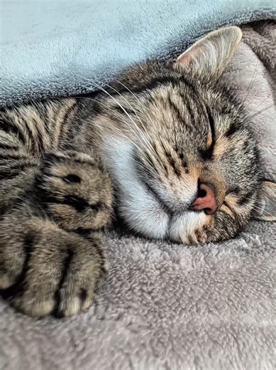 Happy purring Thursday 😻💟💤💟😻 #cat #cats #asmr #fyp