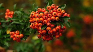 How to revive dying shrubs