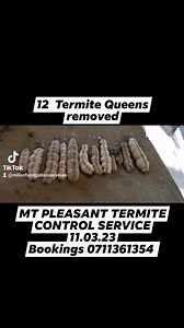 1.7K views · 153 reactions | TERMITE CONTROL SERVICE 0711361354 #TERMITECONTROL #PESTCONTROL #hararepest #fumigationservices #Fumigationexperts #chinhoyi #marondera #MUTARE #HARARE #TERMITE #termitecontrol #termite#FYP #termitecontrol #TERMITE #termite #termitedamage #Fumigation #Services #cockroaches #rats#mosquitoes #mutare #Harare #bulawayo | Miller Fumigation International | Facebook