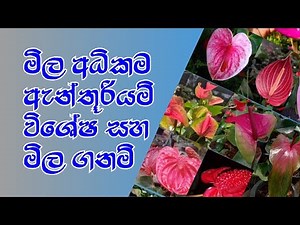 How to grow anthurium.මිල අධික ඇන්තුරියම් වර්ග.sri lanka