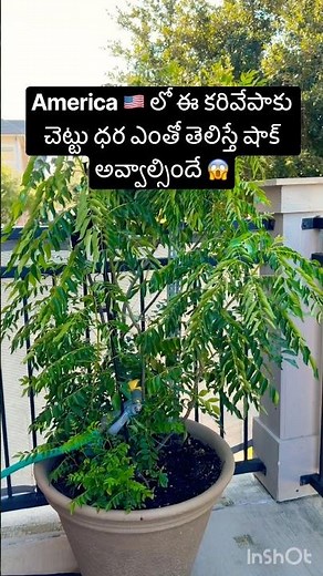 You’ll Be Shocked by the Price of a Curry Leaf Plant in the US 😱#usa #dallas #curryleaves #price ...