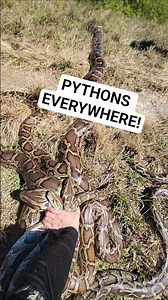 GIANT SNAKES EVERYWHERE!