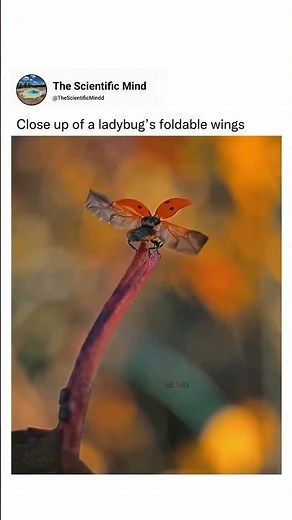 The Secret Engineering of Ladybug Wings | How They Fold Inside the Shell 🐞