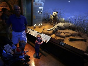 Why did the Field Museum’s Tsavo lions eat people? Possibly because we’re soft.