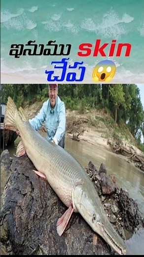 ఇనుము skin చేప😱|Why Alligator Gar Fish Has the Strongest Skin! (Shocking Facts)" Facts
