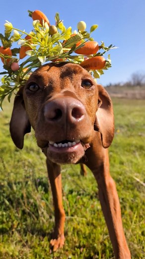 Mendo 🏵️ on Instagram: "The Spring Prince 🌼 coming in for a Kiss 😘 when nature resumes her loveliness, the soul is apt to revive also. 💛🌷 In case your new here and wondering what the Prince is doing, he's stalking the ball I'm holding. We're playing fetch 😉 #kiss #boop #boopmynose #funnydog #springseason #easterdog #flowers #dobby #falkore #acotar #fantasylover #fantasy #iceage #lucien"