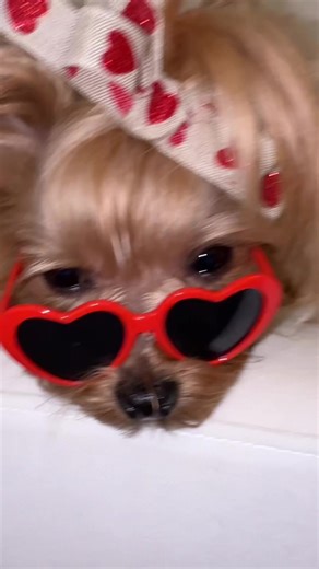 Adorable Yorkie Puppies for Valentine's Day