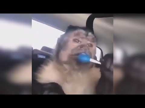 Mono con pirulo azul | Chango comiendo paleta | George the monkey