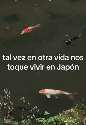 Vivir en Japón tal vez en otra vida — Tokyo y Kyoto sueños